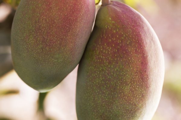 raw-mango-fruit-tree